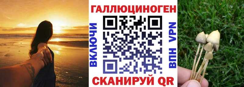кракен зеркало  Мглин  Псилоцибиновые грибы мицелий 